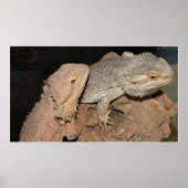 Poster Dragons barrés (Devant)