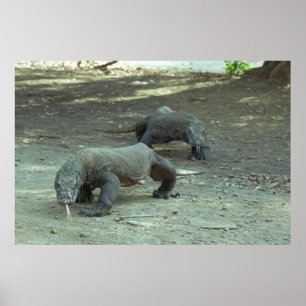 Poster Dragons de Komodo