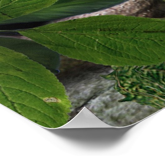 Poster Dragons d'écureuils (Coin)