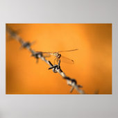 Poster Dragonwire (Devant)