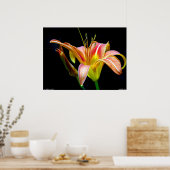 Poster Dramatic Tawny Daylily (Cuisine)