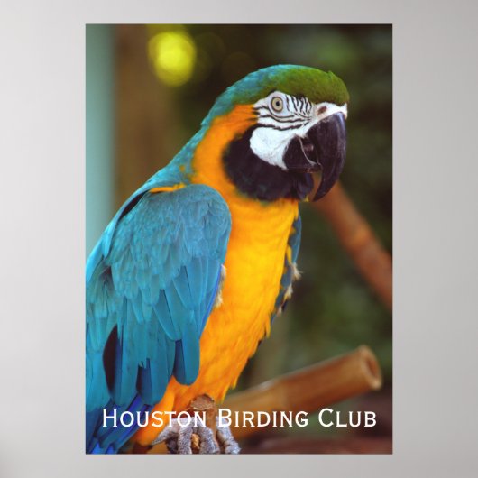Poster Dramatique Macaw (Devant)