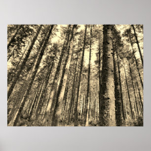 Poster dramatische bosbomen