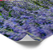 Poster Drapeau américain avec Casquette (Coin)