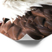 Poster Drapeau américain et aigle à tête blanche (Coin)