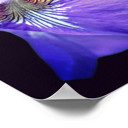 Poster Drapeau bleu clair Iris Fleur (Coin)