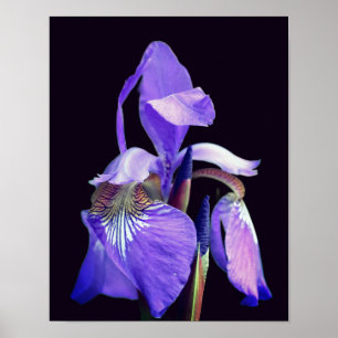 Poster Drapeau bleu clair Iris Fleur