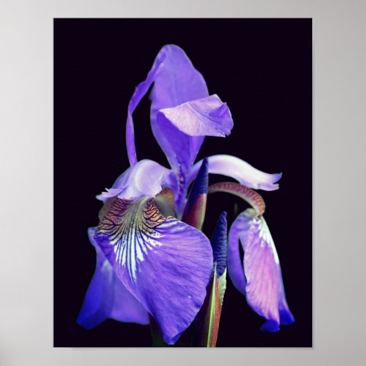 Poster Drapeau bleu clair Iris Fleur (Devant)