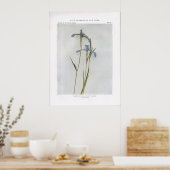 Poster Drapeau Bleu Étroit ; Flagroot Poison (Cuisine)