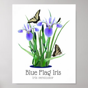 Poster Drapeau bleu Iris et papillons à queue épaisse