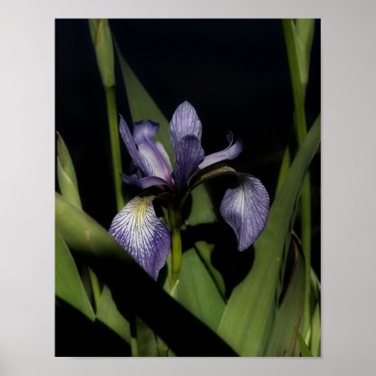 Poster Drapeau bleu Iris Fleur (Devant)