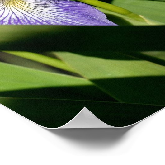 Poster Drapeau bleu Iris Fleur (Coin)