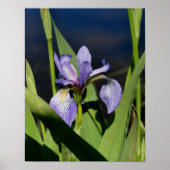 Poster Drapeau bleu Iris Fleur (Devant)