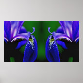 Poster Drapeau bleu Iris Fleur Pétale Miroir Abstrait (Devant)