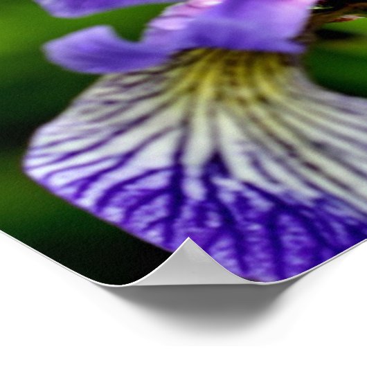 Poster Drapeau bleu Iris Raindrops Floral (Coin)