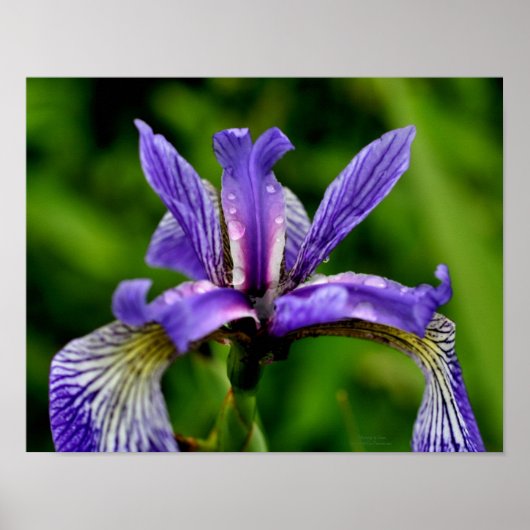 Poster Drapeau bleu Iris Raindrops Floral (Devant)