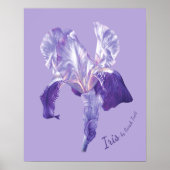 Poster Drapeau Iris (violet et mauve) (Devant)