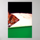 Poster Drapeau PALESTINE GRATUIT Chat (Devant)