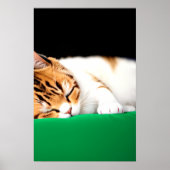 Poster Drapeau PALESTINE GRATUIT Chat (Devant)