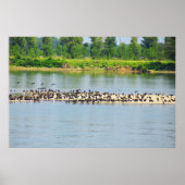 Poster Drapeaux, Danube (Devant)