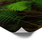 Poster Dreamy California Redwoods (Coin)