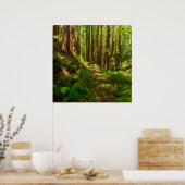 Poster Dreamy California Redwoods (Cuisine)