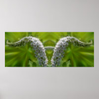 Dreamy Curling Fleur sauvage blanc miroir Abstrait
