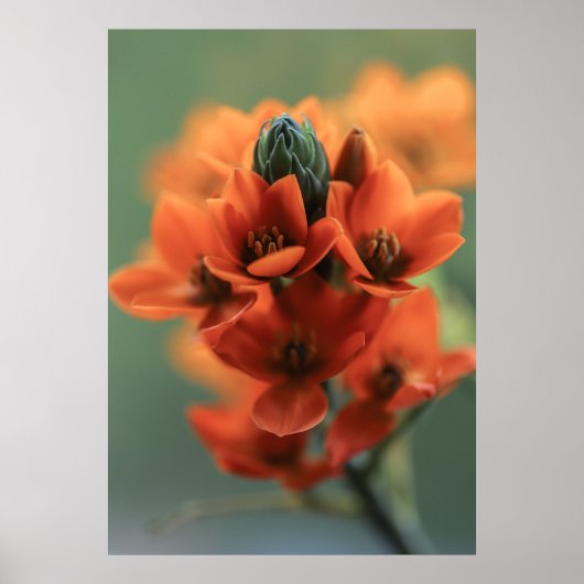 Poster Dreamy Orange Chincherinchee Fleurs (Devant)