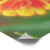 Poster Dreamy Zinnia Flower (Coin)