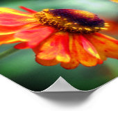 Poster Dreamy Zinnia Flower Art Abstrait (Coin)