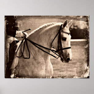 Poster Dressage Horse Grunge