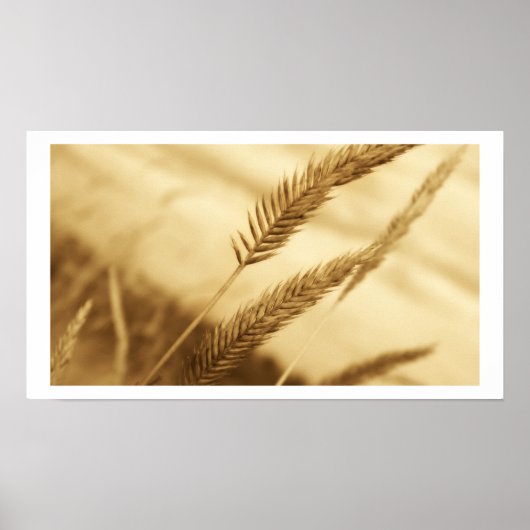 Poster Drew Sullivan - Prairie Grass (Devant)