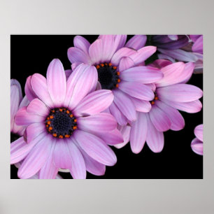 Poster, drie Paarse dagen Poster