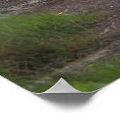 Poster Driftwood & Eel Grass Soundside OBX NC (Coin)