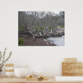 Poster Driftwood & Eel Grass Soundside OBX NC (Cuisine)