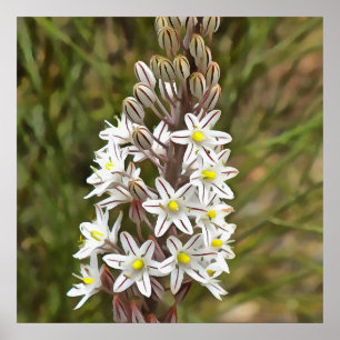 Poster Drimia Maritima Ou L'Oignon Île