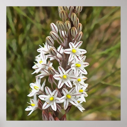 Poster Drimia Maritima Ou L'Oignon Île (Devant)