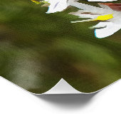 Poster Drimia Maritima Ou L'Oignon Île (Coin)