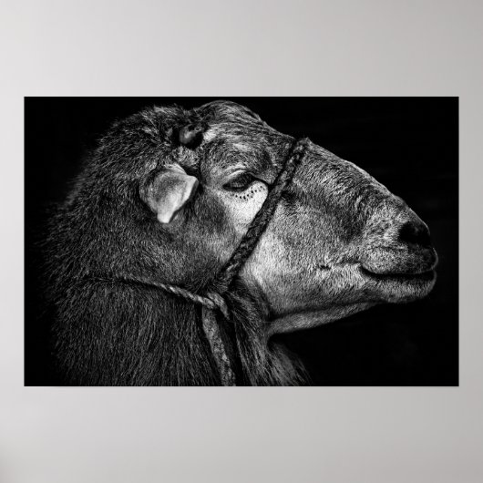 Poster droit (Devant)