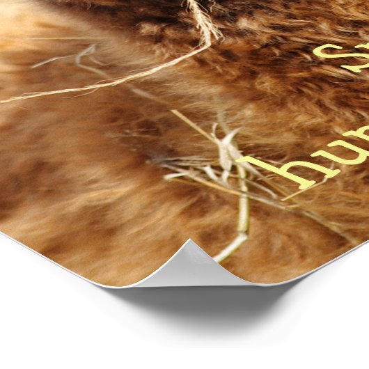 Poster drôle Alpaca (Coin)