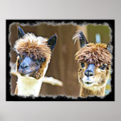 Poster drôle Alpacas (Devant)