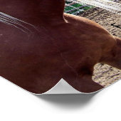 Poster Drôle Cheval "Tout le monde a de mauvais jo (Coin)