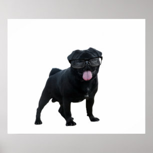 Poster Drôle chien de carlin