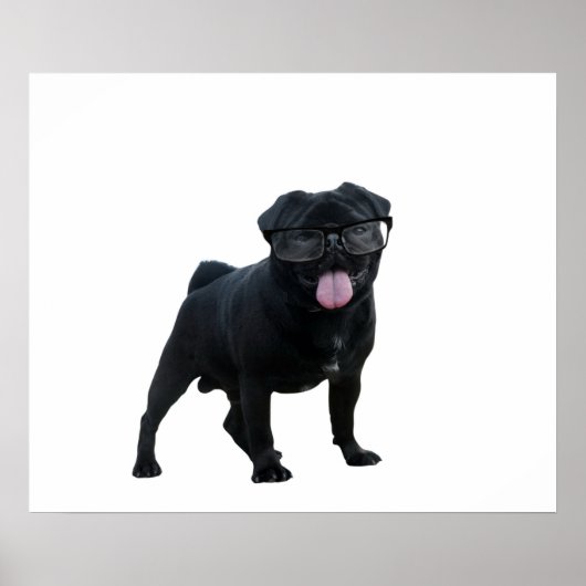 Poster Drôle chien de carlin (Devant)