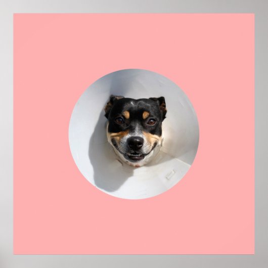 Poster Drôle chien souriant (Devant)