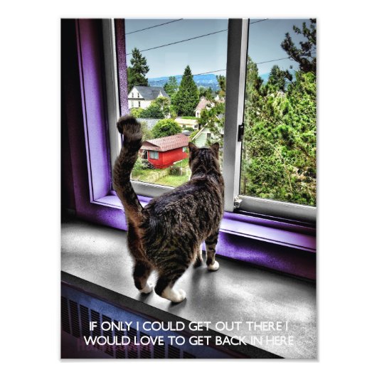 Poster drôle de chat (Devant)