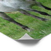 Poster drôle de chevaux (Coin)