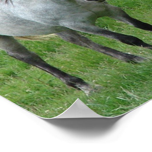 Poster drôle de chevaux (Coin)