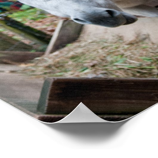 Poster drôle Donkey (Coin)