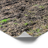 Poster Drôle, Jouant Chestnut Ranch Cheval Equine Photo (Coin)